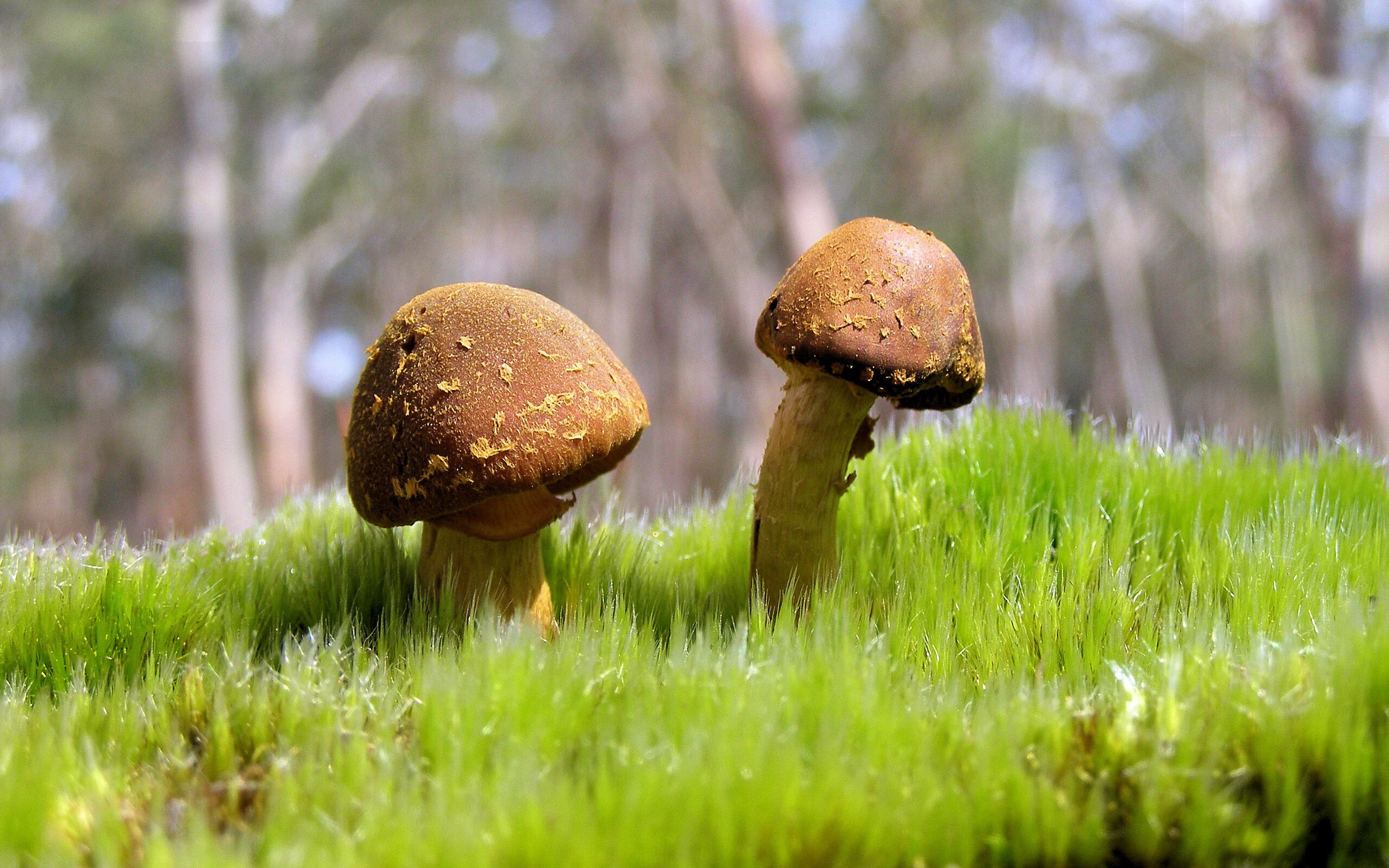 kaiyun登录入口-印度赛制的革新：如何提升比赛的全球影响力，印度举办过什么世界赛事