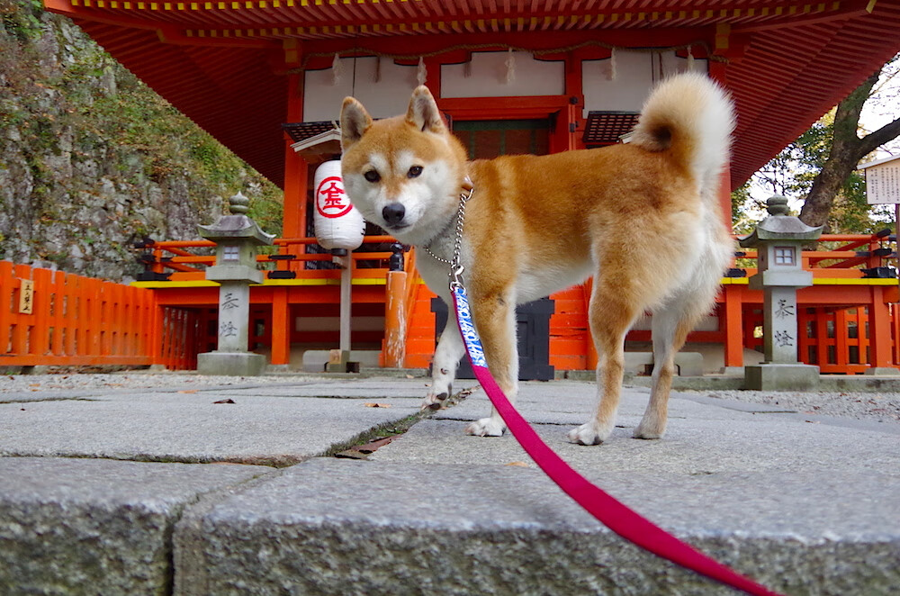 开云官网-篮网组织封闭战术演练提升传导球速度，篮网队战术手册