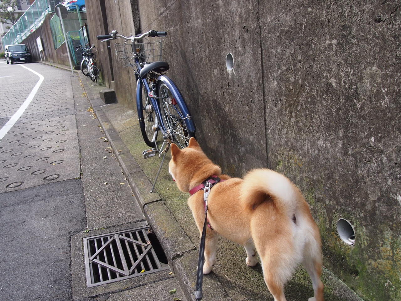 kaiyun中国官方网站-马拉维男篮在非洲锦标赛中夺冠，创历史新高